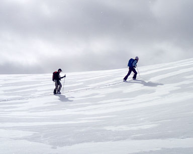 Day 4 - Excalibur Trees